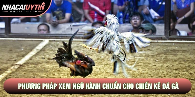 Phương pháp xem ngũ hành chuẩn cho chiến kê đá gà Phương pháp xem ngũ hành chuẩn cho chiến kê đá gà